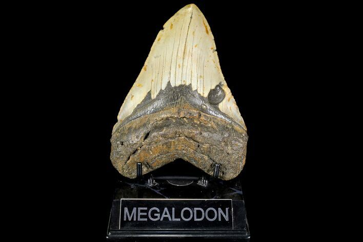 Fossil Megalodon Tooth - North Carolina #109783